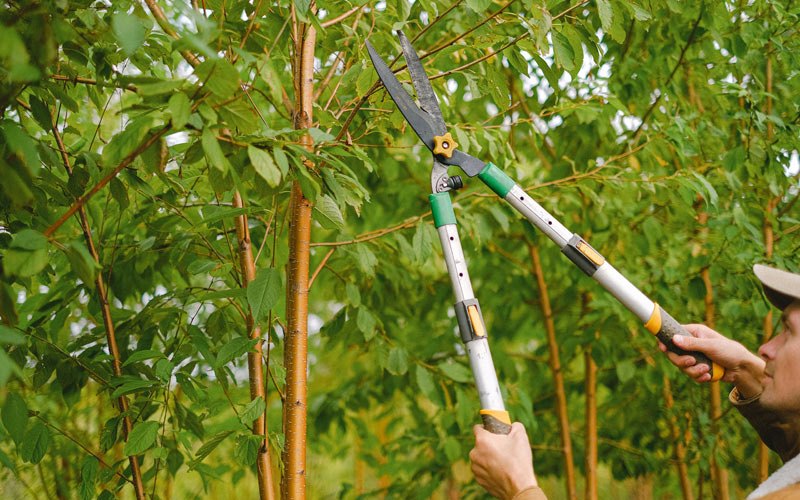 Tree trimming in Orland Park, IL