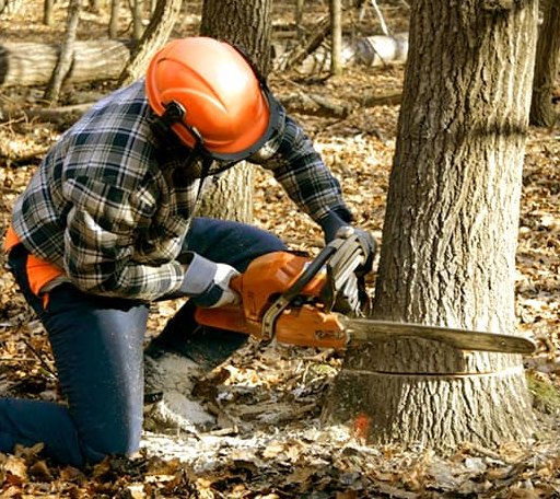 Tree Removal in Orland Park, IL